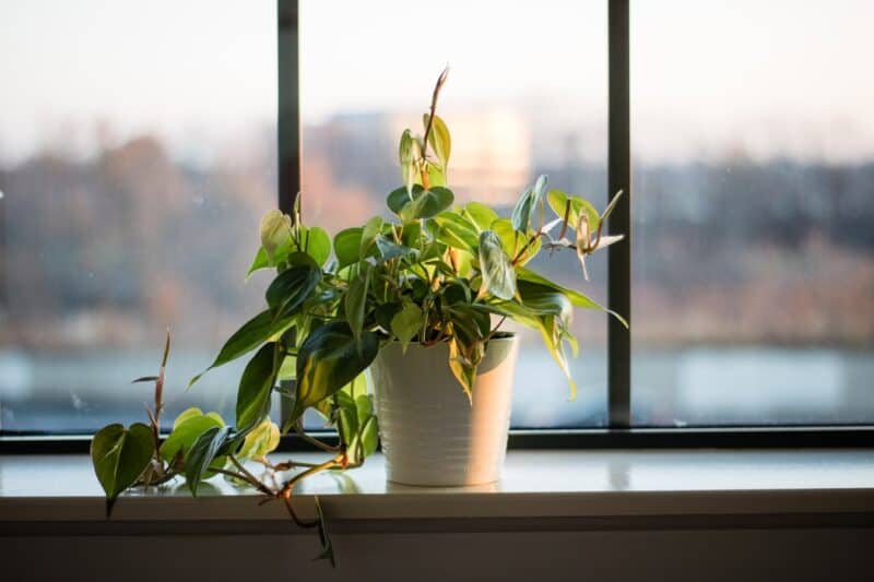 Windowsill Planters