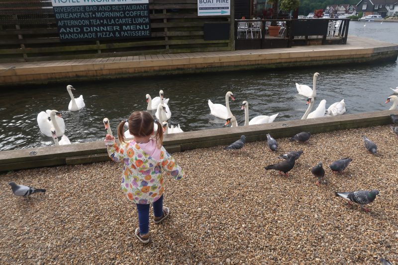 Swans at Wroxham