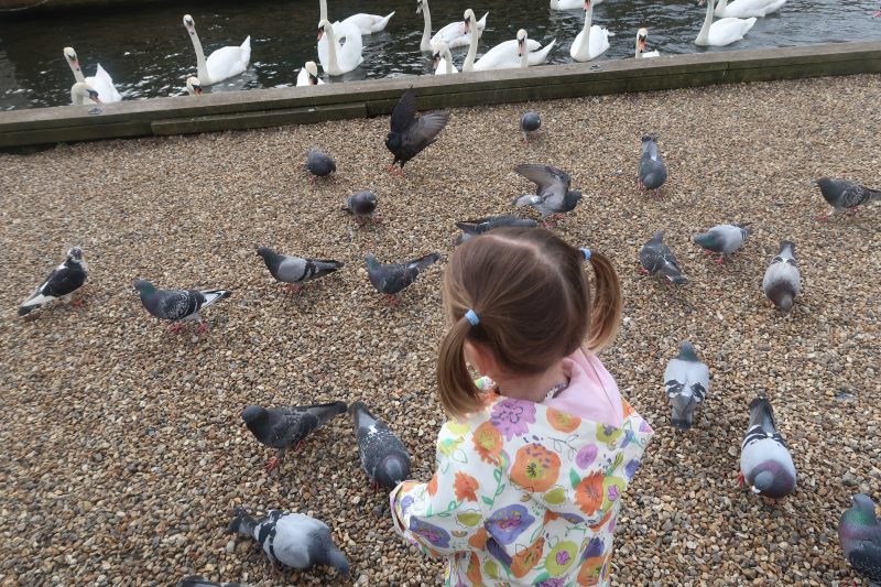 Wroxham pidgeons