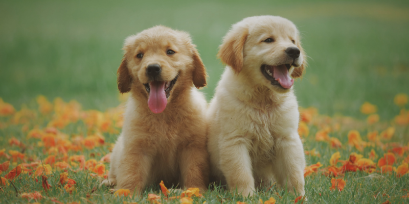 4 Signs That Show Your Dog is Infected with an Allergy