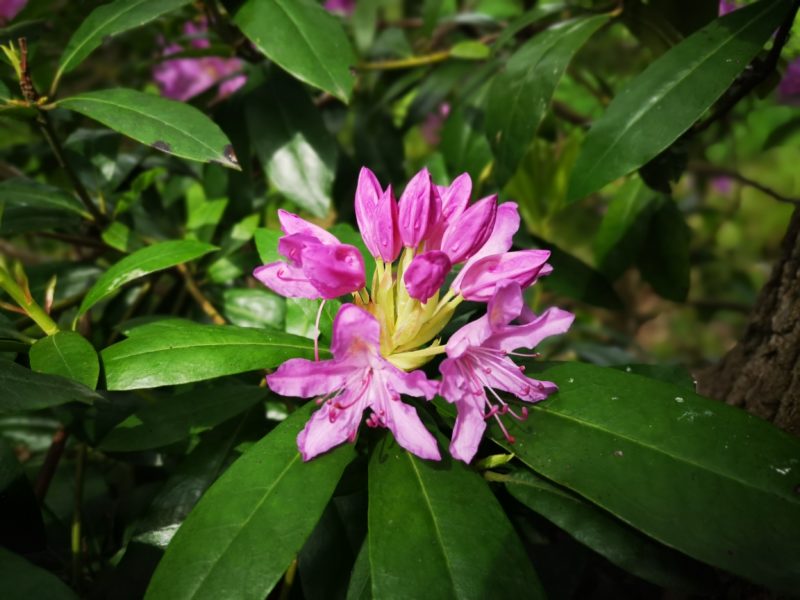 Pink flower