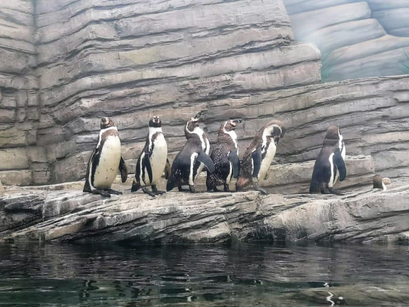 Sea Life Great Yarmouth penguins