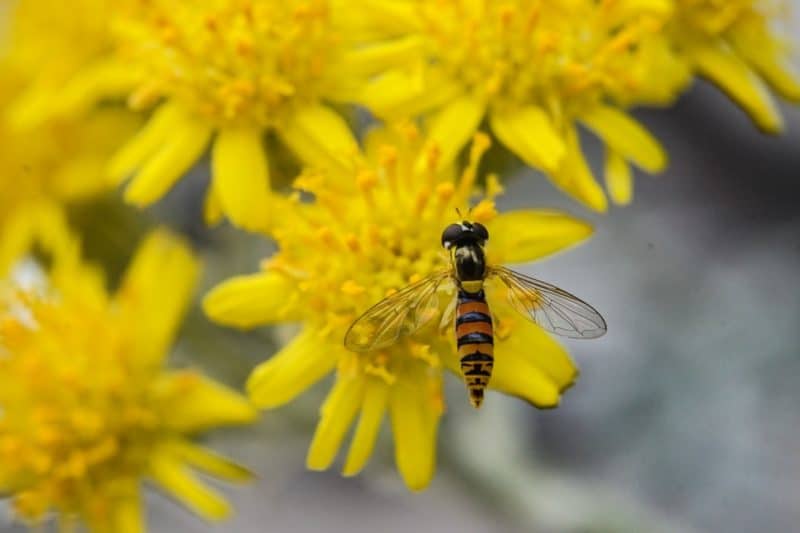Protect Your Garden From Pests