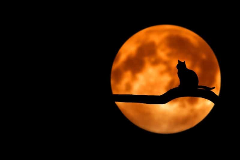 Cat in moon