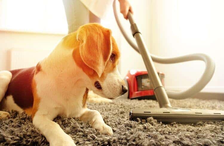 Dog with vacuum