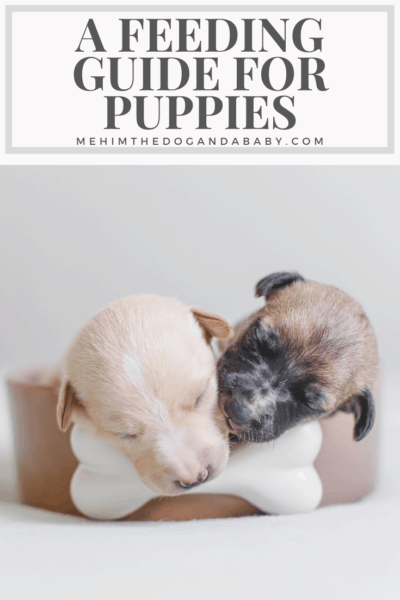 A Feeding Guide for Puppies