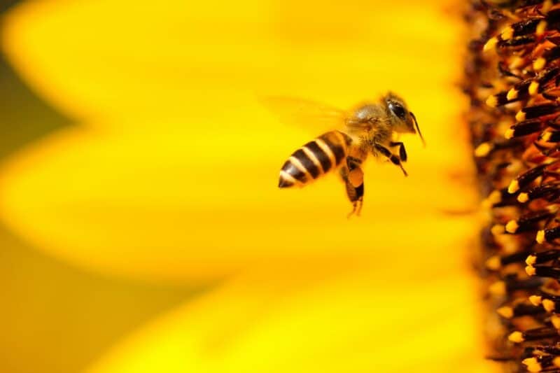 bee flying
