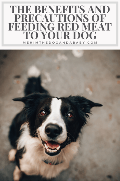 The Benefits And Precautions Of Feeding Red Meat To Your Dog