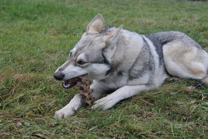 Dog eating