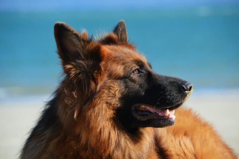 Large dog