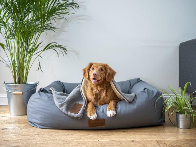 Brown dog on bed