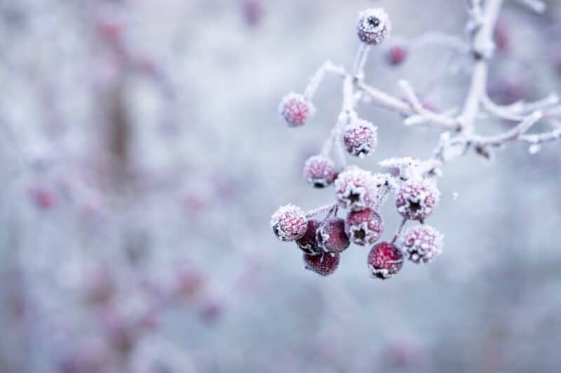 Frozen berries in garden