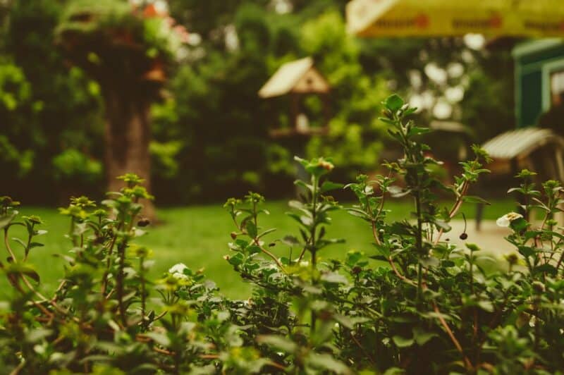 Garden through branches and leaves
