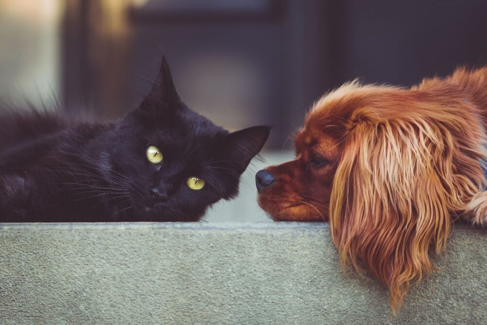 The Benefits of Growing up With Pets