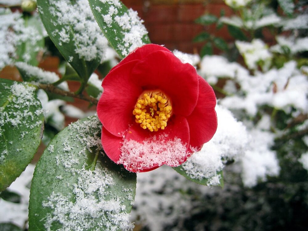 red flower surrounded by snow