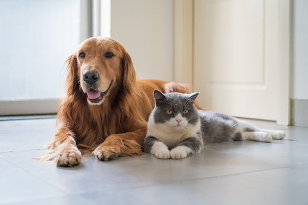 British Shorthair and Golden Retriever