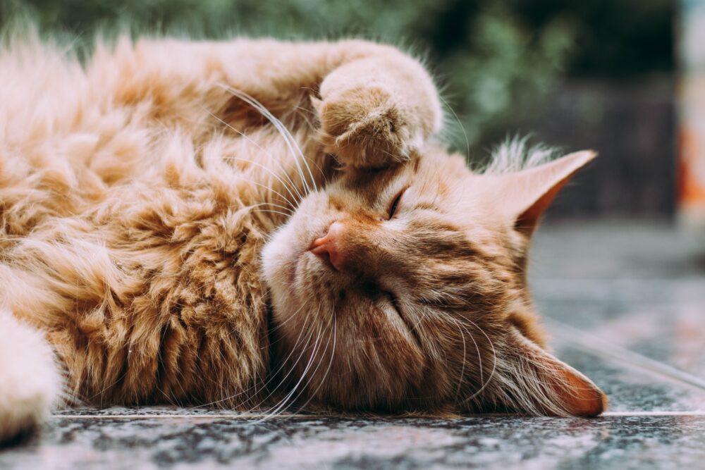 Sleeping orange persian cat