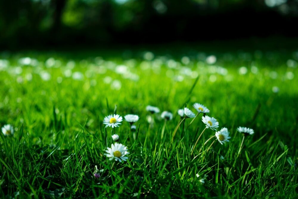 Quick and easy ways to save money on your garden in 2022