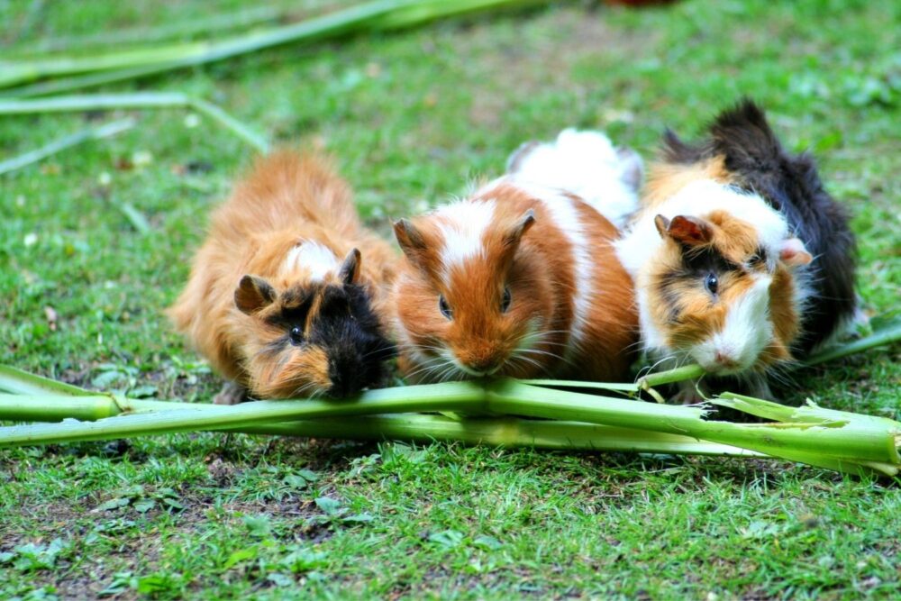 The small animals that make ideal first pets