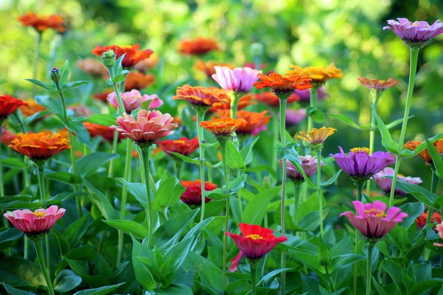 Preparing Your Garden for the Warmer Weather