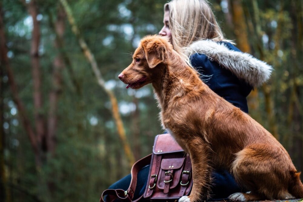 The Basics Before Brain Training 4 Dogs