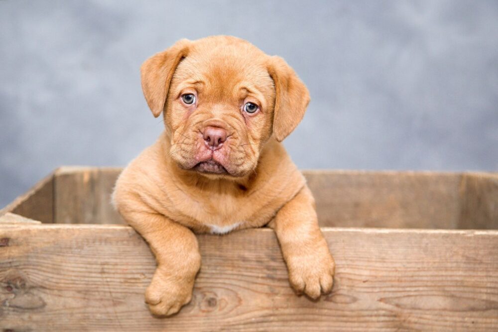 How to Keep Your Dog Healthy and Happy