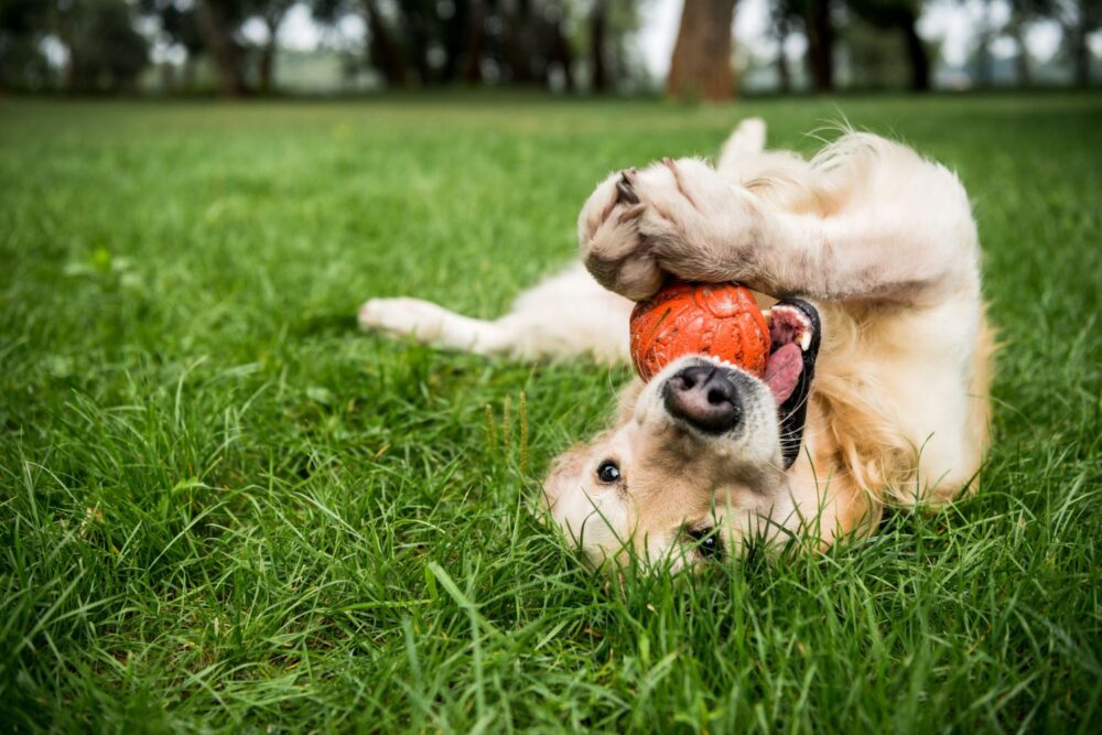 What Are the Best Protein Sources for Dogs