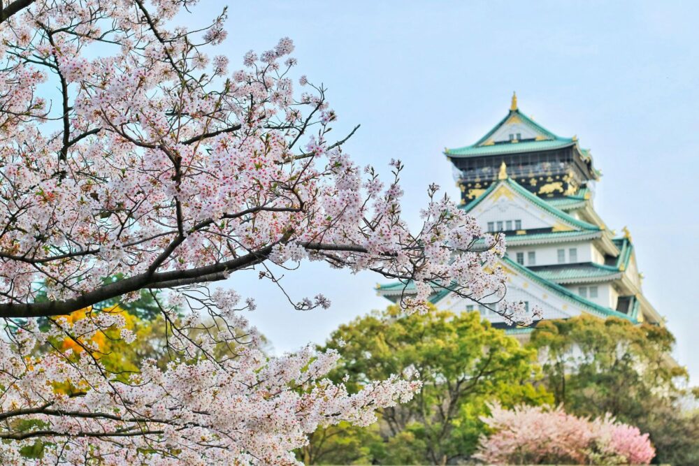 Cherry blossom in Japan