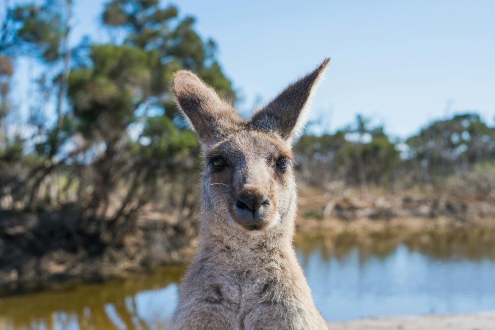 Kangaroo in Australia