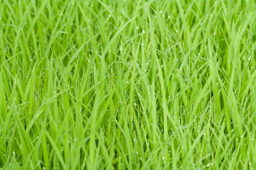 Grass on a lawn with drops of water on some of the blades of grass