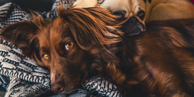 5 Ways To Keep Your Pets Happy