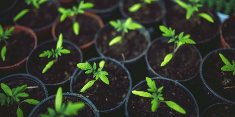 How To Get Children Interested In Gardening