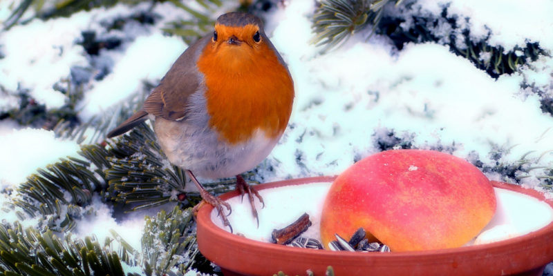 How To Have A Beautiful Garden In Winter