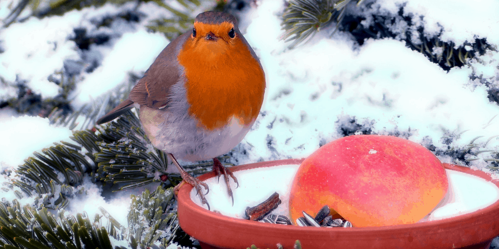 How To Have A Beautiful Garden In Winter