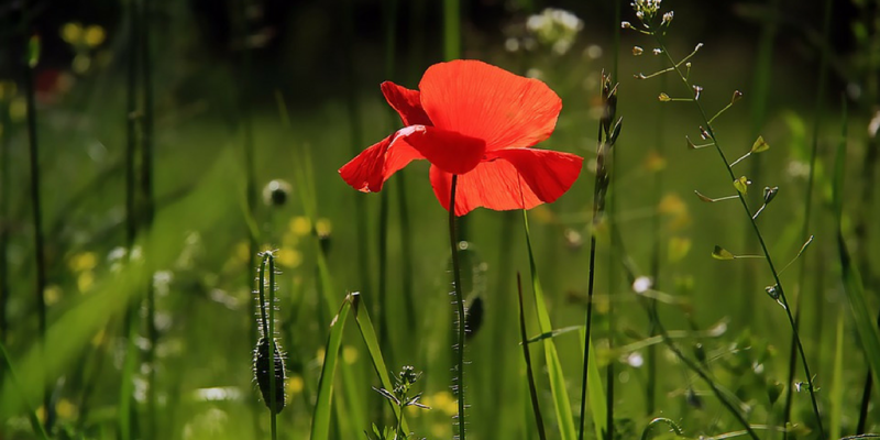 How To Prepare Your Garden For Spring