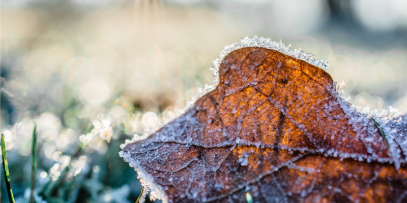 How To Protect Your Garden During The Winter