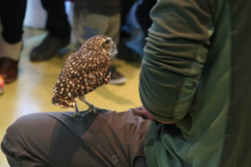 Center Parcs Activities: Baby Owls